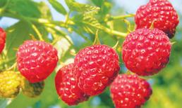 Top 15 thực phẩm tốt cho sức khỏe thận