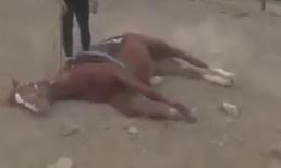 Chú ngựa ranh ma nhất quả đất