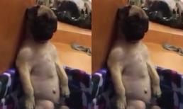 Chú chó bị chủ mắng