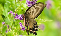 Tử vi cung hoàng đạo thứ sáu của bạn (28/11/2014)