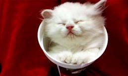 Mèo con ngon giấc trong chiếc vỏ cốc