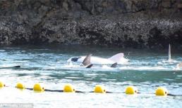 Cá voi bạch tạng cực hiếm sống trong môi trường nuôi nhốt