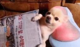 Ảnh động vui: Ông chủ ơi, cháu đói!