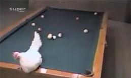 Khi gà mái chơi bi-a