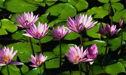 Tử vi cung hoàng đạo thứ bảy của bạn (29/11/2014)