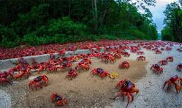 Choáng ngợp xem cua đỏ di cư trên đảo Christmas  