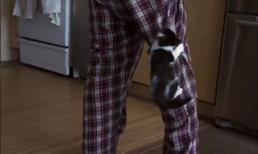 Mèo con nhắng nha nhắng nhít