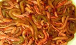 Những nguy hiểm 'chết người' từ ăn rươi