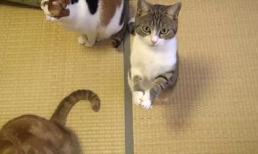 Chú mèo 'cái bang'