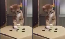 Mèo thích thú chơi trò chơi