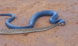 Rắn xanh nuốt rắn đuôi chuông