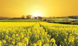 Tử vi cung hoàng đạo thứ năm của bạn (4/12/2014)