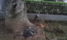 Thai nhi sinh non bị vứt ở vườn hoa trung tâm Hải Phòng