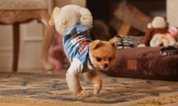 Chú chó nhanh nhất hành tinh hai lần xác lập kỉ lục Guinness Thế Giới