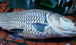 Cá hô vàng được bán với giá 162 triệu đồng