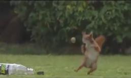 Hoa mắt với tài tâng bóng của... chú sóc nhỏ