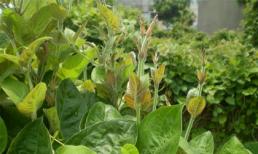 5 bài thuốc dân gian chữa bệnh tuyệt vời từ lá mơ