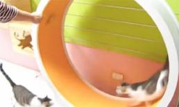 Mèo con tập thể dục