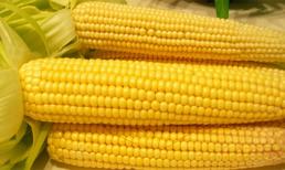 Bắp ngô - thần dược giá rẻ cho mọi người, mọi nhà
