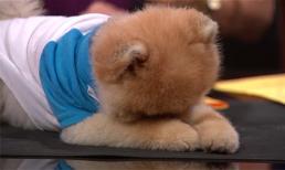 Cún con không chỉ dễ thương mà còn biết nghe lời