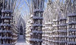 Ngỡ ngàng với nhà thờ tuyệt đẹp bằng… cây xanh