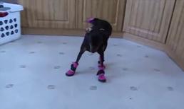 Cún cưng đi giày cực yêu