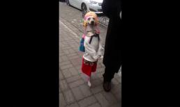 Dạo phố cùng nàng chó cực kỳ điệu đà