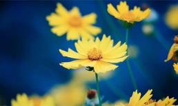 Tử vi cung hoàng đạo thứ bảy của bạn (13/12/2014)