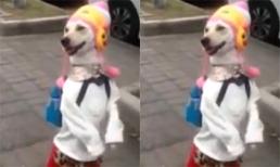 Chó mặc quần áo, đeo ba lô dạo phố bằng 2 chân