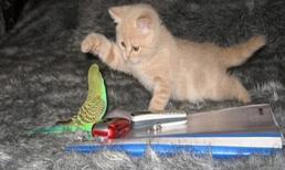 Sắp có án mạng