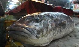 Bắt được cá lạ nặng hơn 50kg ngoài khơi Trung Quốc