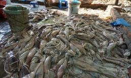 2 món hải sản dễ ‘ngậm’ hóa chất nhất chợ