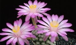 Tử vi cung hoàng đạo thứ ba của bạn (16/12/2014)