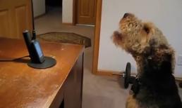 Khi cún trả lời điện thoại