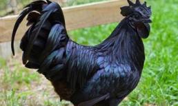 Mùa đông ăn thực phẩm màu đen