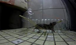 Cách làm bẫy chuột cực đơn giản mà hiệu quả