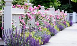 Những hàng rào hoa đầy cảm hứng cho ngôi nhà