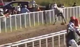 Những cái kết thảm hại trên đường đua ngựa