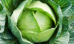 Những người tuyệt đối không được ăn rau bắp cải