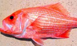 Chú cá lạ màu đỏ sống tới hơn 84 tuổi
