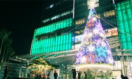 Điểm danh những cây thông 'độc' ở Hà Nội