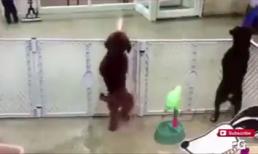 Khi cún em 'say' nhạc