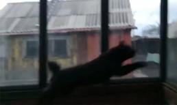 Mèo 'vượt ngục'