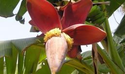 Chữa bệnh đau dạ dày với hoa chuối