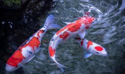 Cá chép Koi nhả ngọc phun châu, tiền vô như nước