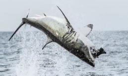 Cá mập trắng khổng lồ lao mình đớp mồi trên không