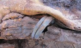 Kinh hãi phát hiện nghĩa địa cổ chứa hơn 1 triệu xác ướp