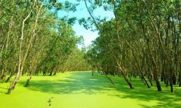 Rừng tràm Trà Sư, tấm thảm xanh dịu mát miền Tây