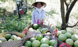 Trái cây miền Tây khan hiếm, giá tăng chóng mặt