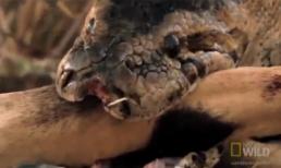 Rợn tóc gáy với cảnh tượng trăn bắt và nuốt chửng linh dương